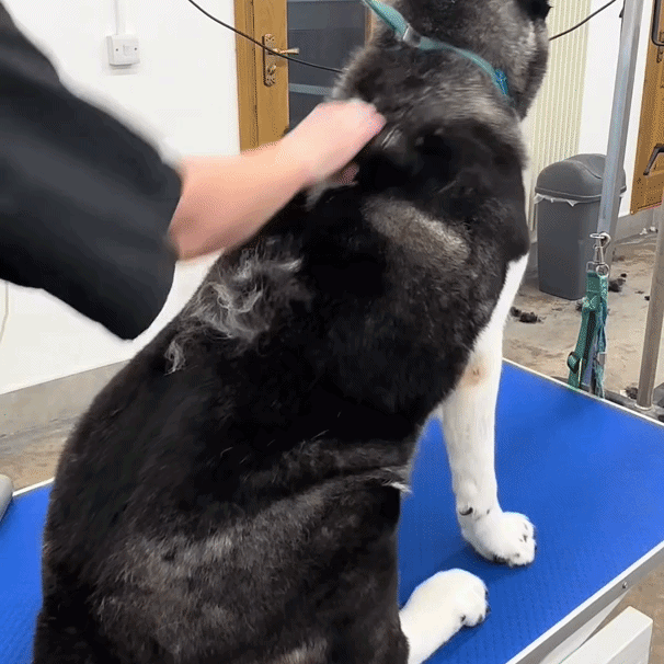 🐾 Mer päls än du tror